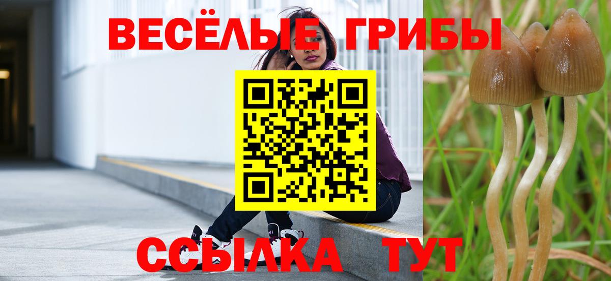 Псилоцибиновые грибы мицелий Кореновск